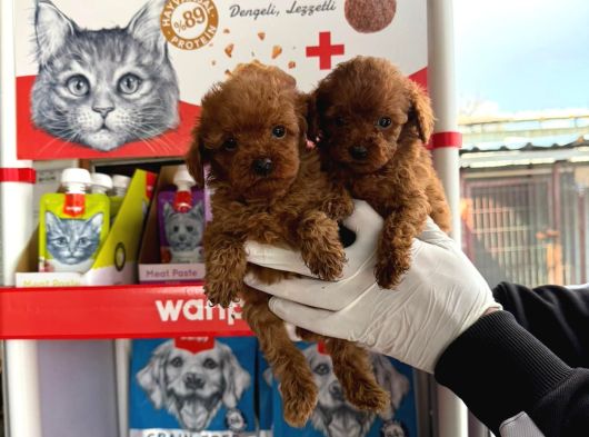 Kore Toy Poodl Yavrularımız Ruhsatlı Çiftliği Mızden görsel