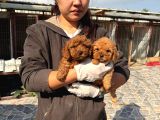 Kore Toy Poodl Yavrularımız Ruhsatlı Çiftliği Mızden