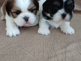 Shih Tzu Yavrulari Çi̇ftli̇kten