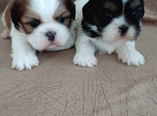 Shih Tzu Yavrulari Çi̇ftli̇kten