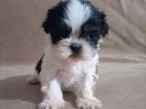 Shih Tzu Yavrulari Çi̇ftli̇kten