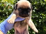 Pug Mops Yavrulari Mama Ve Malzeme Kampanyanli