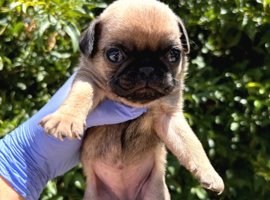 Pug Mops Yavrulari Mama Ve Malzeme Kampanyanli görsel