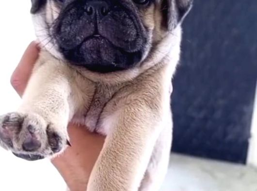 Pug Mops Yavrulari Mama Ve Malzeme Kampanyanli görsel