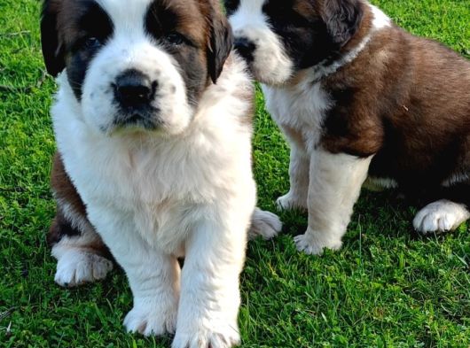 Saint Bernard