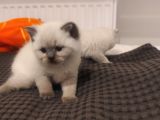 Safkan British Blue Point Bebekler