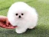 Orijinal Safkan Ayı Surat Pomeranian Boo Yabruları