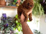 En Uygun Poodle Orjinal Irklar Bizde Bize Sormadan Almayın