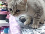 Malzemesini Bizden Almak Şartıyla Kedi Sahiplendirilir