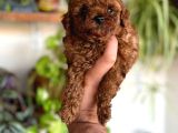 En Uygun Poodle Orjinal Irklar Bizde Bize Sormadan Almayın