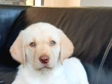 Secereli Labrador Retriever Yavrularımız