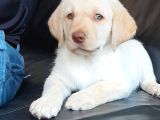 Secereli Labrador Retriever Yavrularımız