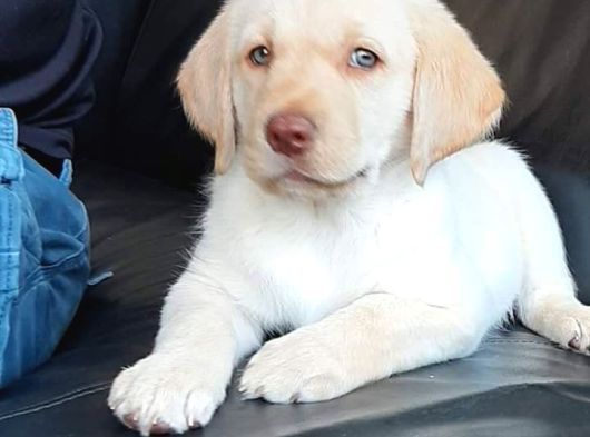 Secereli Labrador Retriever Yavrularımız görsel
