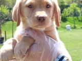 Secereli Labrador Retriever Yavrularımız