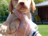 Secereli Labrador Retriever Yavrularımız