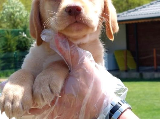 Secereli Labrador Retriever Yavrularımız görsel
