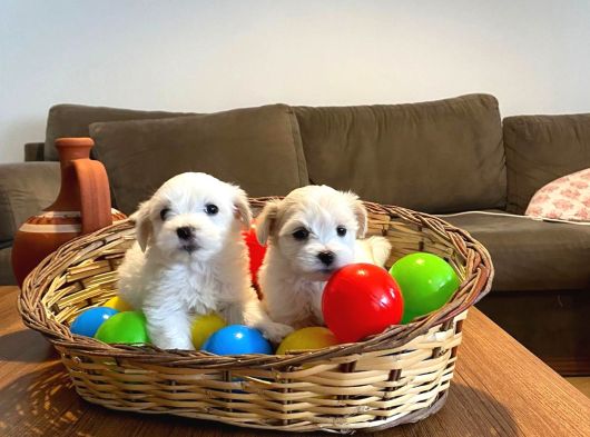 Minik Ev Doğumu Maltese Bebeklerim