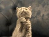 British shorthair