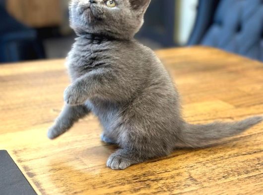 British Shorthair görsel