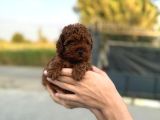 A Kalite Sağlık Garantili Toy Poodle Bebeklerim