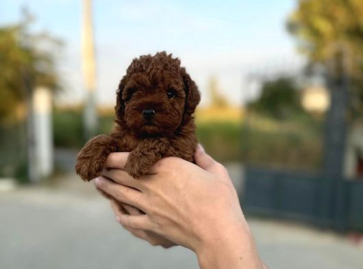 A Kalite Sağlık Garantili Toy Poodle Bebeklerim görsel
