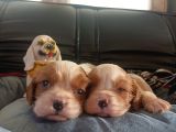 Asil kan cavalier king Charles yavrularımız