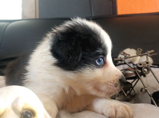 Dunyani̇n En Zeki̇ Irki Border Collie