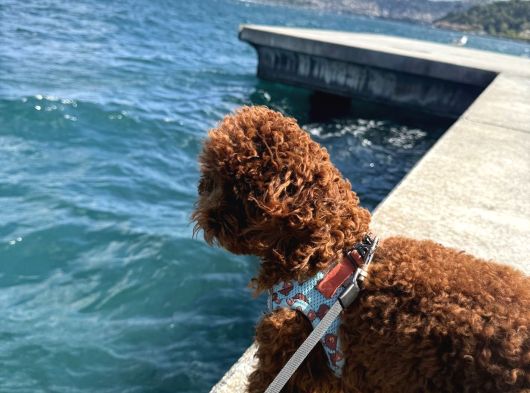 Erkrk Toy Poodle Oğlum Cookie Için Dişi Aday görsel
