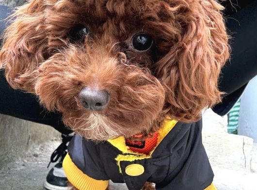 Erkrk Toy Poodle Oğlum Cookie Için Dişi Aday