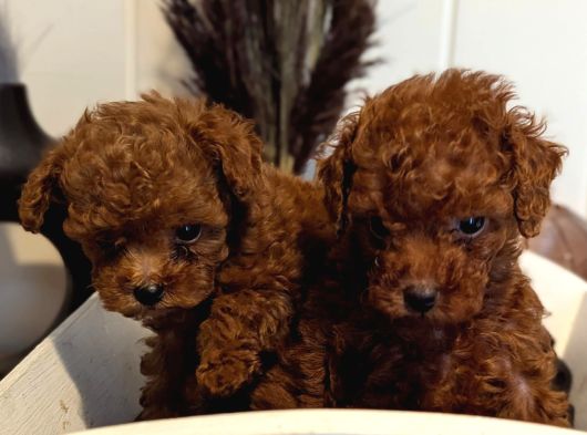 Orji̇nal Kore Toy Poodle Red Brown Bebekler