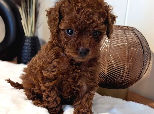 Orji̇nal Kore Toy Poodle Red Brown Bebekler görsel