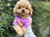 F2 Maltipoo Yavrularımız