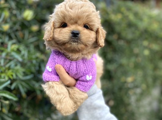 F2 Maltipoo Yavrularımız görsel
