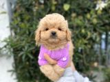 F2 Maltipoo Yavrularımız