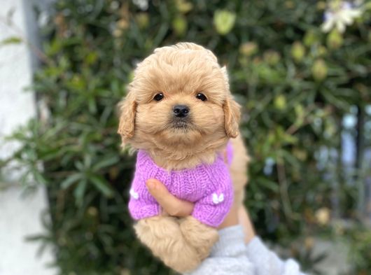 F2 Maltipoo Yavrularımız görsel