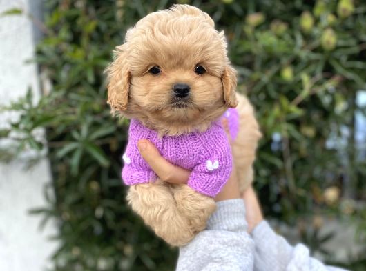 F2 Maltipoo Yavrularımız görsel