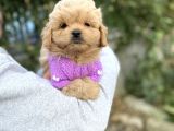 F2 Maltipoo Yavrularımız