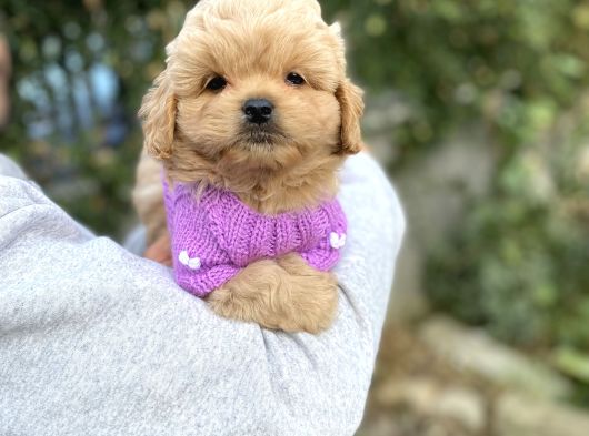 F2 Maltipoo Yavrularımız görsel