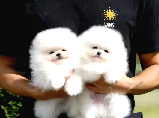 Orjinal Ukrayna Girişli Pomeranian Boo Yavrularımız görsel