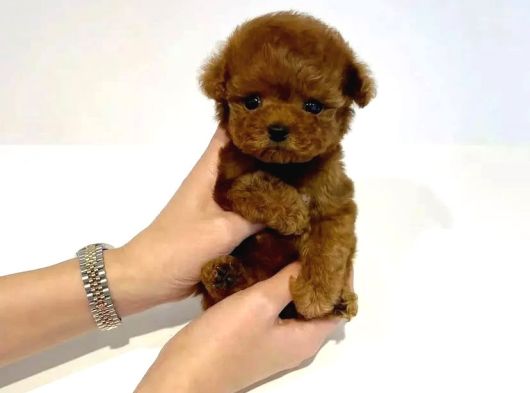 Orjinal kore Poodle Yavrularımız