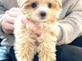 Kore Boy Maltipoo Yavrularımız