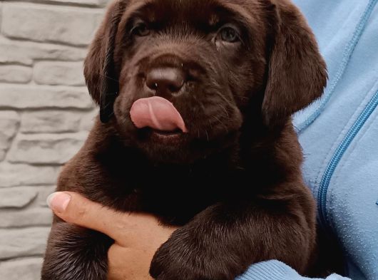 Secereli Labrador Retriever Yavrularımız görsel