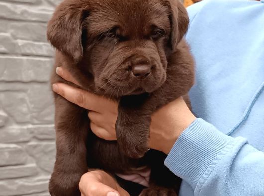 Secereli Labrador Retriever Yavrularımız görsel