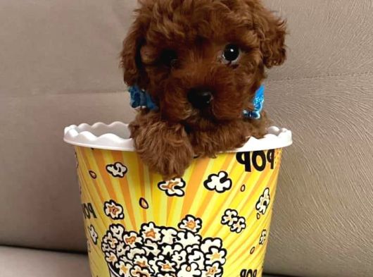 Irk Ve Sağlik Garanti̇li̇ Toyboy Poodle Bebekler