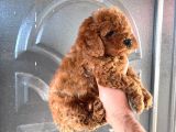 En uygun Poodle orjinal ırklar bizde bize sormadan almayın
