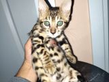 Irk Ve Sağlik Garanti̇li̇ Bengal Kedi̇ler