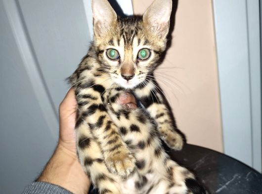 Irk Ve Sağlik Garanti̇li̇ Bengal Kedi̇ler görsel