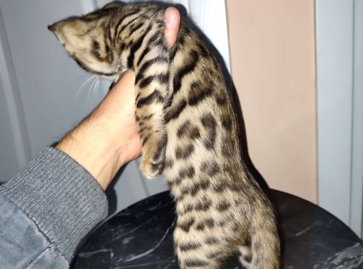 Irk Ve Sağlik Garanti̇li̇ Bengal Kedi̇ler