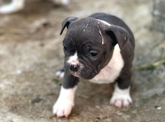 Exotic Bully Yavrular görsel