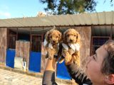 Tatlı ve farklı renkler de maltıpo ler